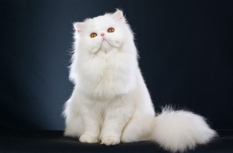 Expensive Cat Breeds Destination Luxury