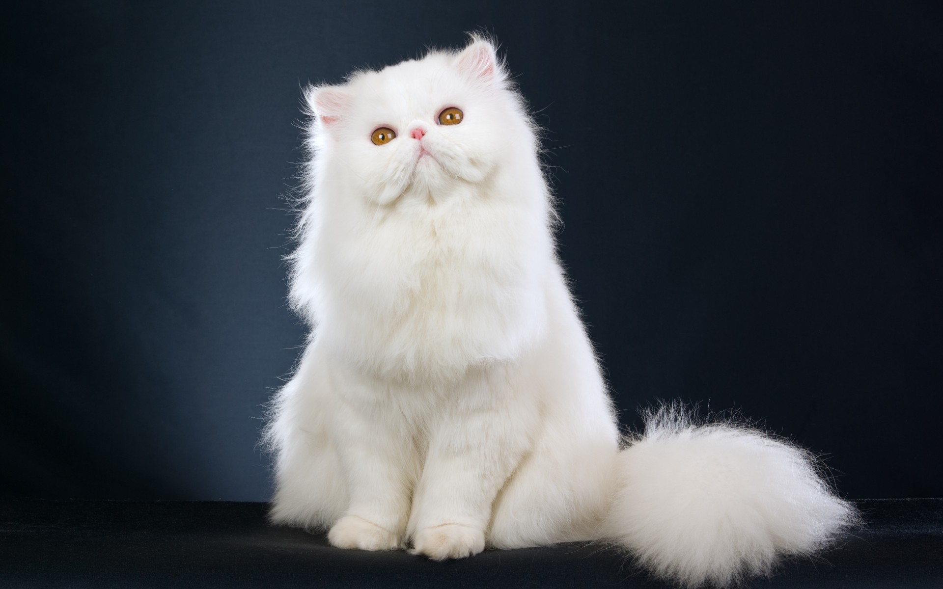 44 HQ Pictures Persian Cat Personality Price : Chinchilla Cat Breed Information Your Cat