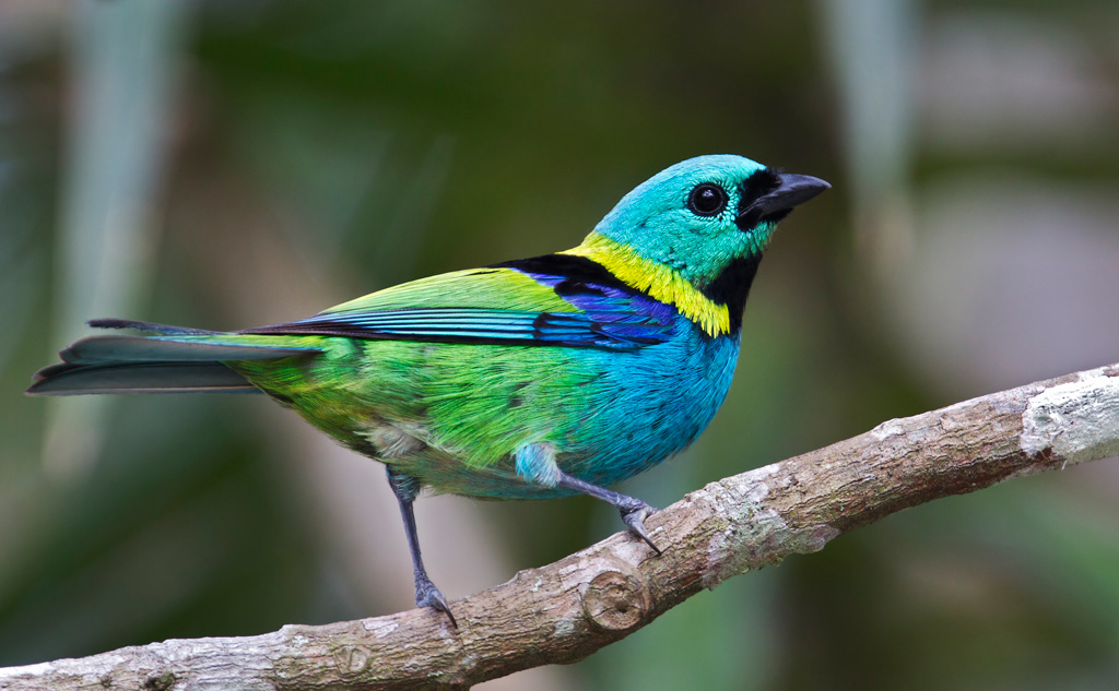 Green-Headed Tanager, Bird Watching in Trinidad & Tobego. Joint No. 5 in the Top 5 Out of the Ordinary Caribbean yacht charter attractions. What are the other four?