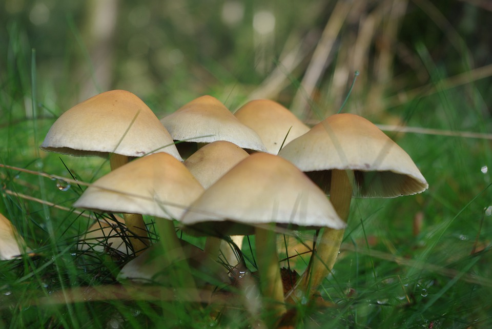 5 Easy Steps To Make Delicious Magic Mushroom Tea - Destination Luxury