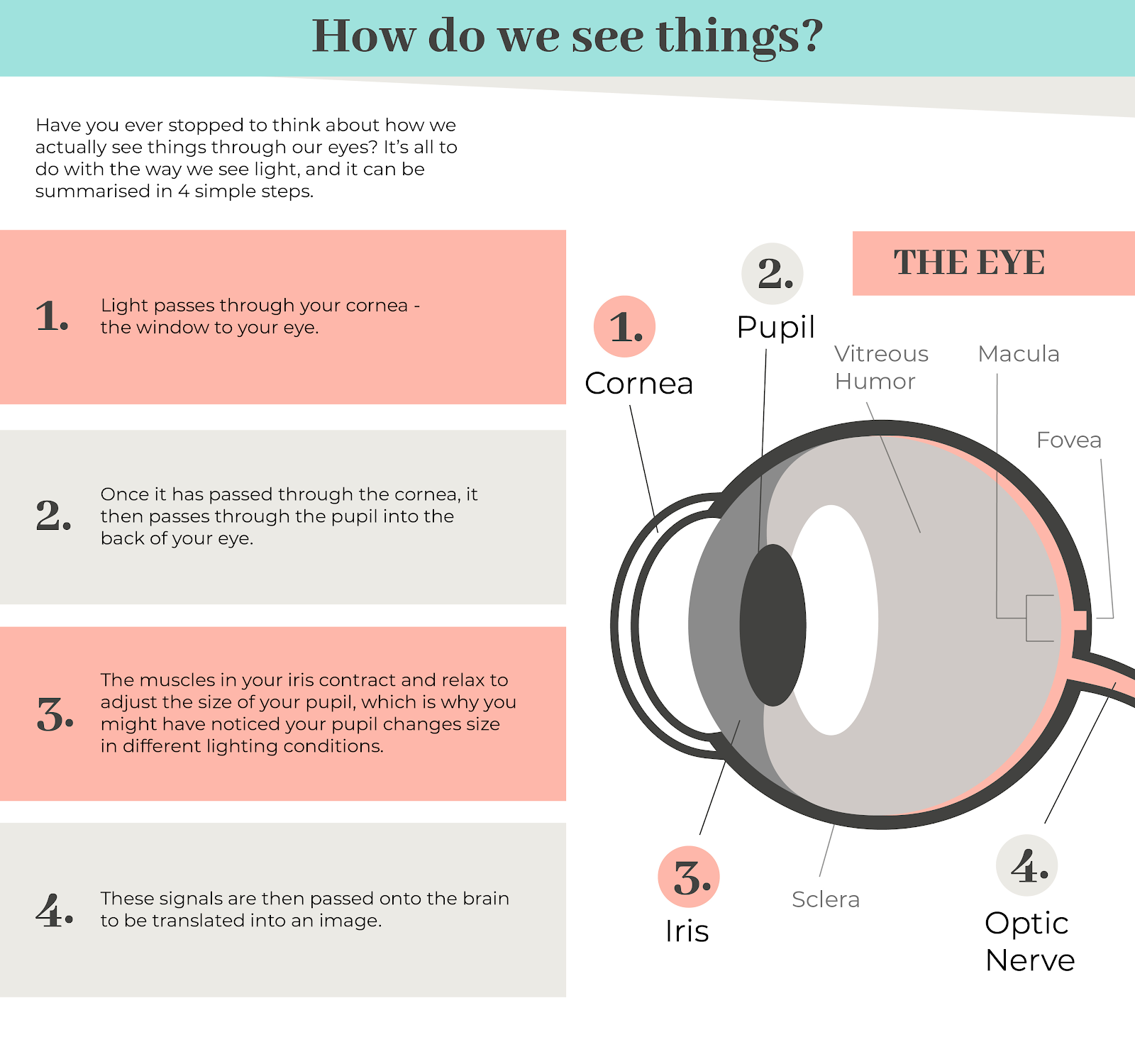 How do glasses help cheap us see